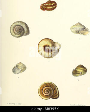 Conchologia Indica (1876) se concentre sur les coquillages terrestres et d'eau douce trouvés en Inde britannique. Le travail fournit des illustrations détaillées et des descriptions de diverses espèces, contribuant à l'étude des mollusques et de leurs habitats dans cette région. Banque D'Images