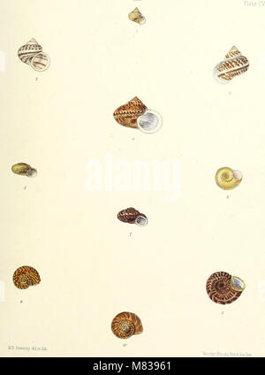 Conchologia Indica (1876) est un travail axé sur l'étude et l'illustration des coquillages terrestres et d'eau douce trouvés en Inde britannique. Il fournit des descriptions détaillées et des représentations visuelles de diverses espèces, contribuant ainsi aux études malacologiques dans la région. Banque D'Images