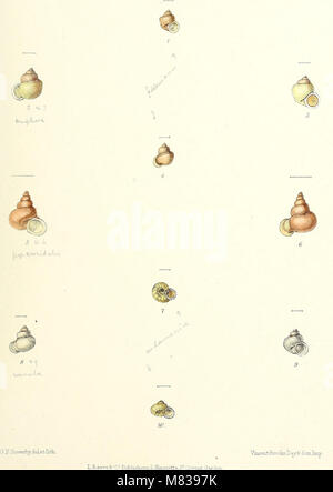 *Conchologia Indica* (1876) fournit des illustrations et des descriptions détaillées des coquillages terrestres et d'eau douce trouvés en Inde britannique. Les travaux couvrent diverses espèces de mollusques, y compris leurs habitats, leurs caractéristiques physiques et leur classification, contribuant à l'étude de la vie marine indienne et de la biologie de la coquille. Banque D'Images