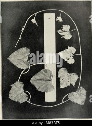 Les contributions du Laboratoire de Botanique de l'Université de Pennsylvanie (1892-1932) (20499388810) Banque D'Images