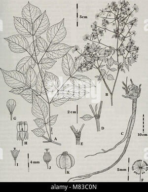 Les contributions de l'United States National Herbarium (2011) (20068016233) Banque D'Images