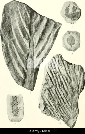 Contributions à la géologie et la paléontologie de San Juan County, Nouveau Mexique (1916) (20069187563) Banque D'Images