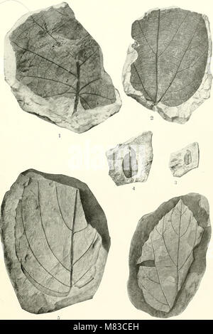 Contributions à la géologie et la paléontologie de San Juan County, Nouveau Mexique (1916) (20680923722) Banque D'Images