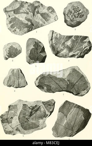 Contributions à la géologie et la paléontologie de San Juan County, Nouveau Mexique (1916) (20690131315) Banque D'Images