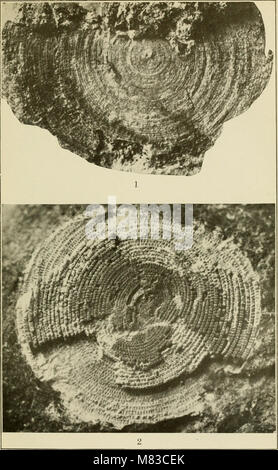 Contributions à la géologie et la paléontologie de la zone du Canal, Panama, et géologique des domaines connexes en Amérique centrale et dans les Antilles. (1919) (20068031104) Banque D'Images