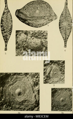 Contributions à la géologie et la paléontologie de la zone du Canal, Panama, et géologique des domaines connexes en Amérique centrale et dans les Antilles. (1919) (20069625723) Banque D'Images