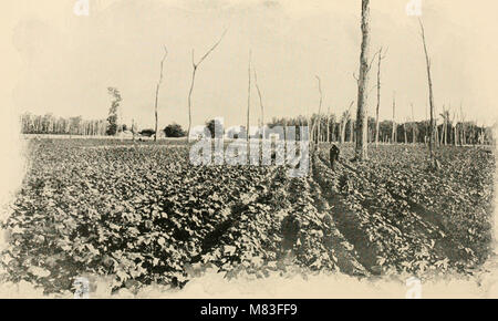 Le coton- ses utilisations, les variétés, la culture, la structure des fibres, et de la préparation pour le marché et d'en faire un article de commerce, aussi la fabrication d'huile de coton, tourteau de coton et d'engrais, avec (20514811399) Banque D'Images