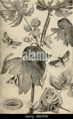 Le coton- ses utilisations, les variétés, la culture, la structure des fibres, et de la préparation pour le marché et d'en faire un article de commerce, aussi la fabrication d'huile de coton, tourteau de coton et d'engrais, avec (20675345326) Banque D'Images