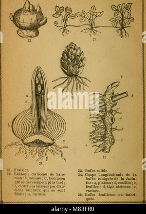 Cours élémentaire de botanique et flore du Canada à l'usage des maisons d'éducation (1871) (20514476028) Banque D'Images