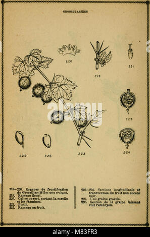 Cours élémentaire de botanique et flore du Canada à l'usage des maisons d'éducation (1871) (20515788309) Banque D'Images