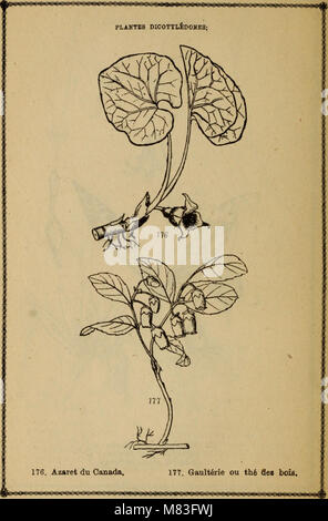 Cours élémentaire de botanique et flore du Canada a l'usage des maisons d'éducation (1871) (20702187185) Banque D'Images