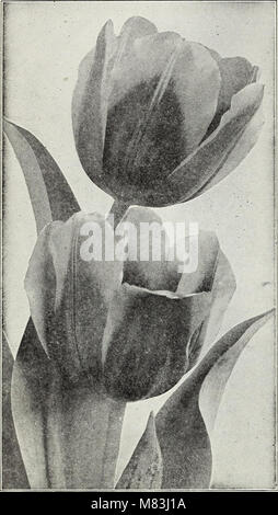 La chalp bulbes et plantes - automne 1928 (1928) (20192722134) Banque D'Images