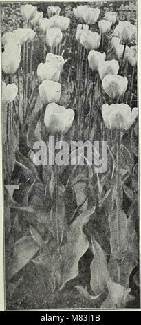 La chalp bulbes et plantes - automne 1928 (1928) (20815317575) Banque D'Images