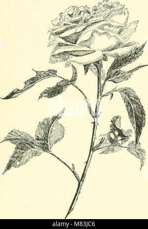 La 'Cyclopedia of American Horticulture' est une référence complète sur la culture des fruits, légumes, fleurs et plantes ornementales aux États-Unis, offrant des descriptions d'espèces et des conseils de jardinage. Banque D'Images