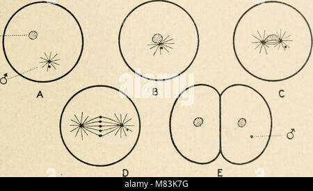 La cytologie, avec une référence particulière à la noyau métazoaires (1920) (20641792569) Banque D'Images