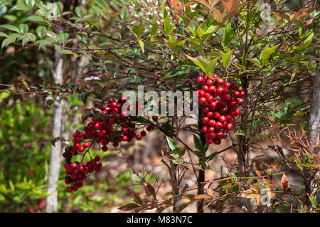 Coffs Harbour, Australie, la Nandina domestica arbuste aux tas de fruits rouges mûrs Banque D'Images