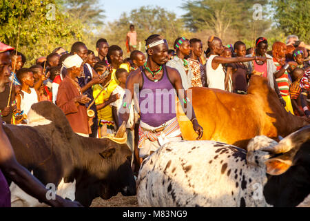 La préparation d'une tribu Hamar vaches pour un 'Coming of Age' Bull Jumping Cérémonie, Dimeka, vallée de l'Omo, Ethiopie Banque D'Images