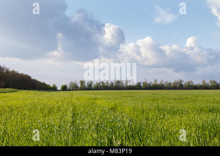 Sur un champ de blé vert au printemps Banque D'Images