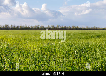 Sur un champ de blé vert au printemps Banque D'Images