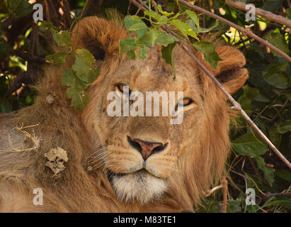 Lion gros plan portrait regardant dans l'appareil photo, Maasai Mara, Kenya Banque D'Images