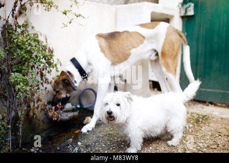 L'eau potable les chiens Banque D'Images