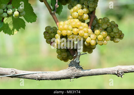 Chardonnay vert sur la vigne Banque D'Images