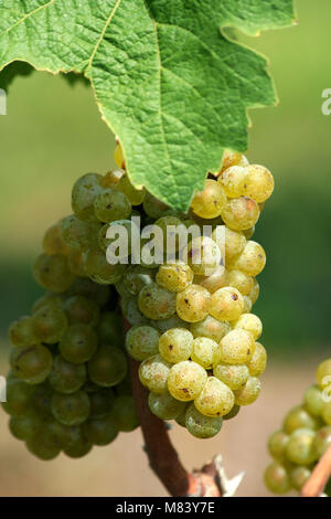 Chardonnay vert sur la vigne Banque D'Images