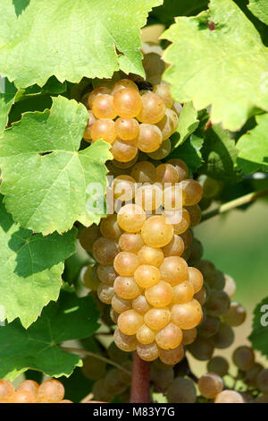 Une grappe de raisins sur la vigne Banque D'Images