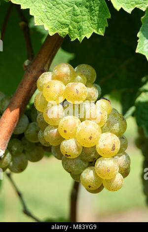 Chardonnay vert sur la vigne Banque D'Images