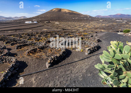 Winery and Vineyard sur sol volcanique, Lanzarote, îles Canaries, Espagne Banque D'Images