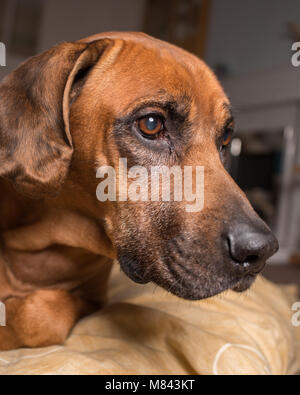 Le Rhodesian Ridgeback dog close up tête sur son lit Banque D'Images