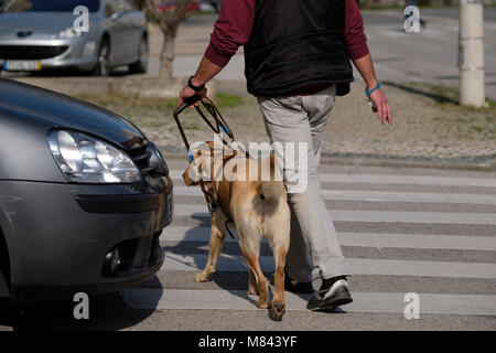 Personne aveugle avec chien-guide de traverser la route sur un passage pour piétons Banque D'Images