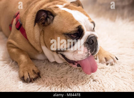 Bulldog anglais se trouvant sur un tapis Banque D'Images