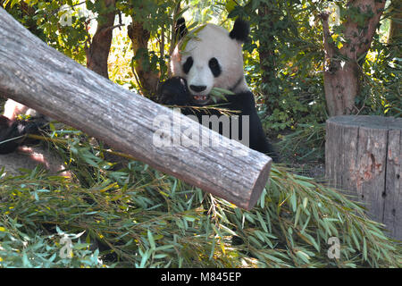 Panda manger Banque D'Images