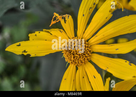 Belle fleur jaune qui montre les dégâts de la belle. Banque D'Images