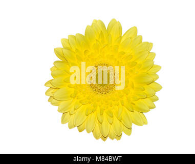 Tête Jaune de gerbera flower ou daisy-close up, isolé sur fond blanc Banque D'Images