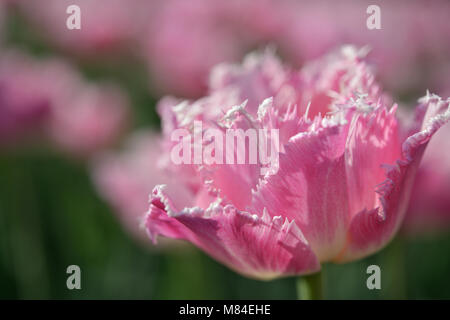 Tulipe rose frisé libre. Selective focus Banque D'Images