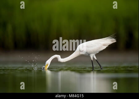 Une Grande Aigrette frappe dehors à l'eau pour attraper une proie avec un fond d'herbe de marais vert vif. Banque D'Images