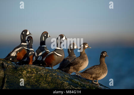 Un petit groupe d'hommes et de femmes les Arlequins plongeurs se tiennent sur un rocher jetée dans le soleil du matin avec un fond bleu. Banque D'Images