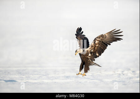 Un pygargue à tête blanche des terres dans un champ neigeux par un beau matin ensoleillé avec ses serres vers le bas et ailes déployées. Banque D'Images