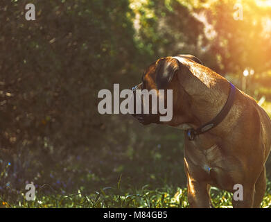 Bullmastiff chien . Le point de droit. Un beau rouge Bullmastiff fauve debout sur la pelouse. Banque D'Images