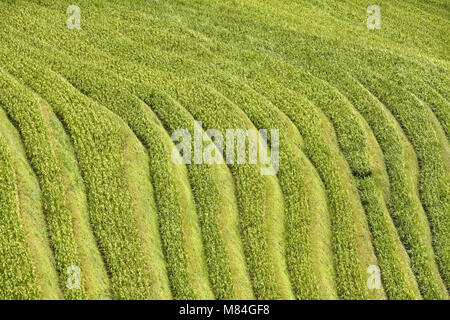 Les champs en terrasses de riz d'en haut, la nature abstract background. Banque D'Images