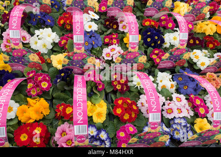 Centre de jardin affichage de primevères multicolores pour vente comme plantes à massif pour les semis de printemps prix €6,99 étiquette indiquant par boîte de six plants Banque D'Images