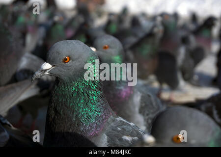 Grande bande de pigeons sur le terrain libre vue de dessous Banque D'Images