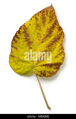 Feuille d'automne d'un largeleaf linden tree sur fond blanc Banque D'Images