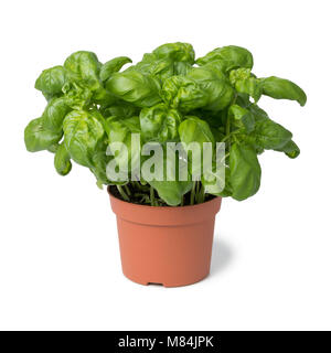 Pot en plastique brun avec le basilic isolé sur fond blanc Banque D'Images