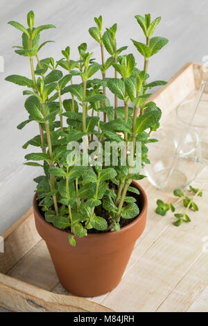 Pot en terre cuite avec Mentha spicata, mentha Marocaine pour le thé Banque D'Images