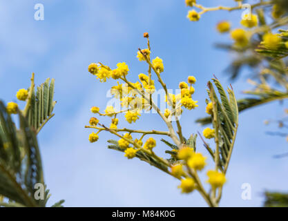 Mimosa jaune plante (Acacia dealbata) au début du printemps au Royaume-Uni. Banque D'Images