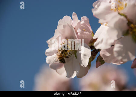 Abeille sur une fleur amandier close up la collecte du pollen Banque D'Images