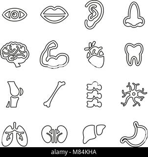 L'anatomie humaine ou de parties du corps humain icônes fine ligne Vector Illustration Set Illustration de Vecteur
